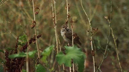 Great Reed Warbler