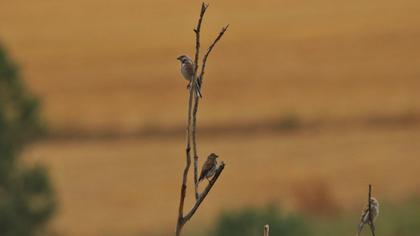 Common Linnet
