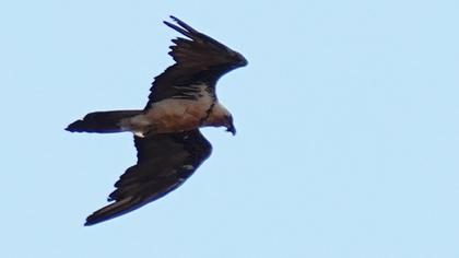Bearded Vulture
