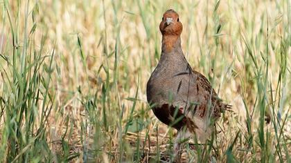 Grey Partridge