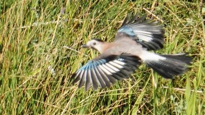 Eurasian Jay