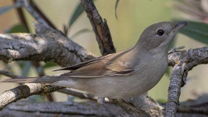 Akgerdanlı ötleğen