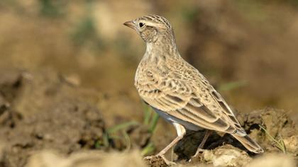 Greater Short-toed Lark