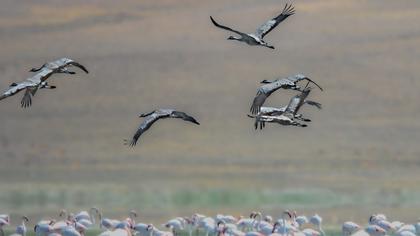 Common Crane