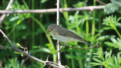Common Chiffchaff