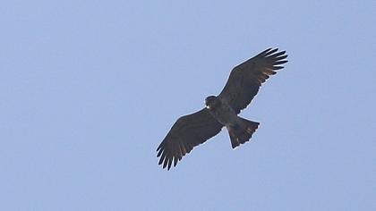 Short-toed Snake Eagle