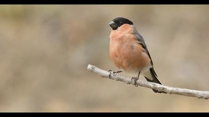 Eurasian Bullfinch