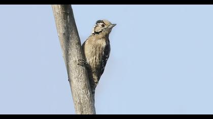 Lesser Spotted Woodpecker