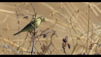 Willow Warbler