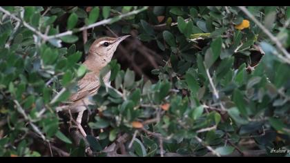 Rufous-tailed Scrub Robin