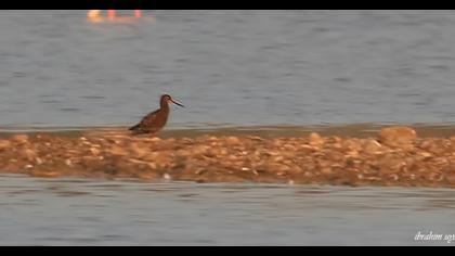 Spotted Redshank