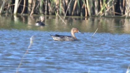 Northern Pintail