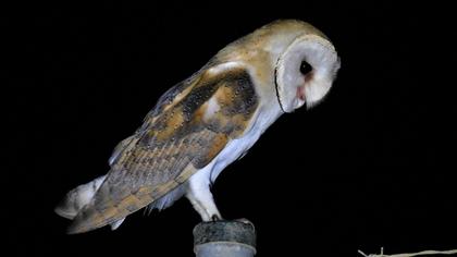Western Barn Owl