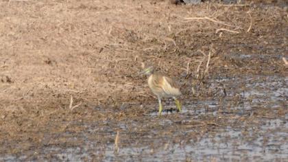 Squacco Heron