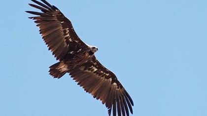 Cinereous Vulture