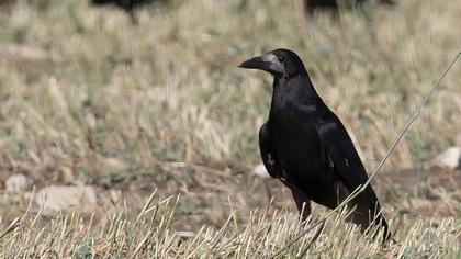 Rook