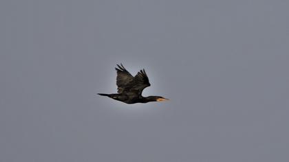 Great Cormorant