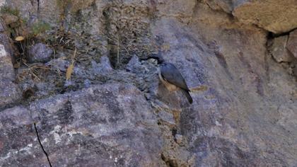 Western Rock Nuthatch