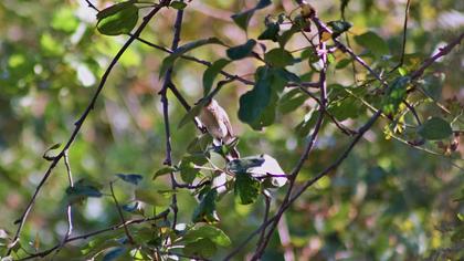 Red-breasted Flycatcher