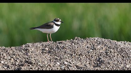 Little Ringed Plover
