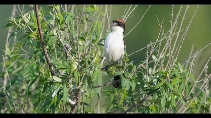 Woodchat Shrike