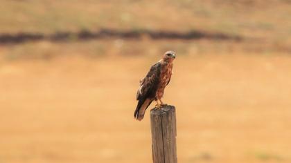 Long-legged Buzzard