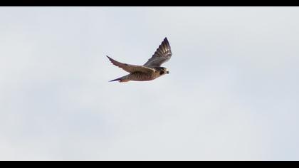 Peregrine Falcon