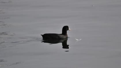 Eurasian Coot