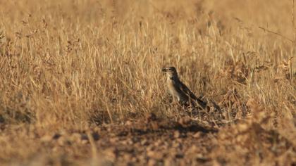 Calandra Lark