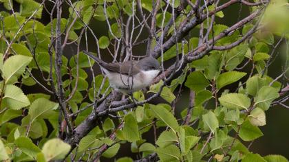 Lesser Whitethroat
