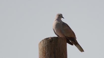 Eurasian Collared Dove