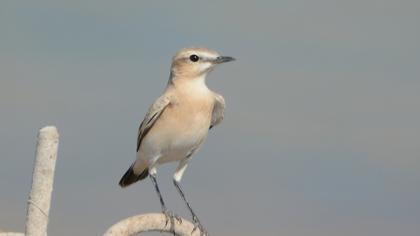 Isabelline Wheatear