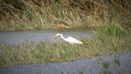 Great Egret