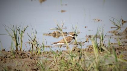 Little Ringed Plover