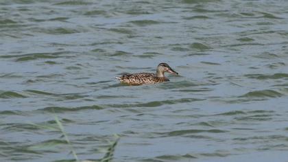 Northern Shoveler