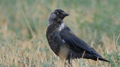 Western Jackdaw