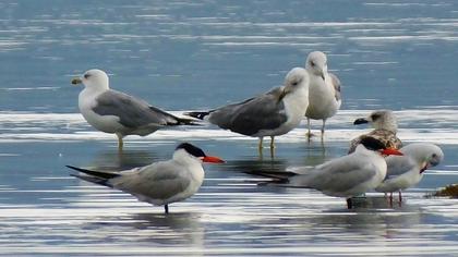 Caspian Tern