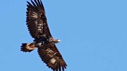Golden Eagle