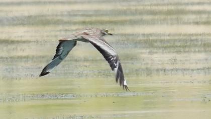 Eurasian Stone-curlew