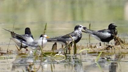 White-winged Tern