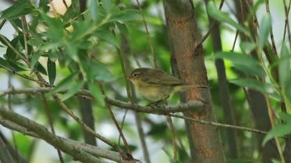 Common Chiffchaff