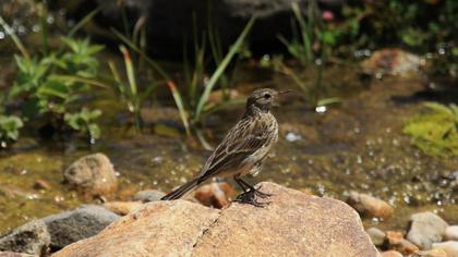 Water Pipit
