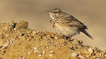 Crested Lark