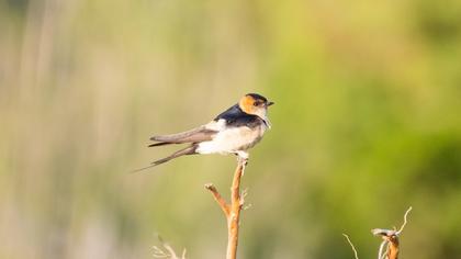 Red-rumped Swallow