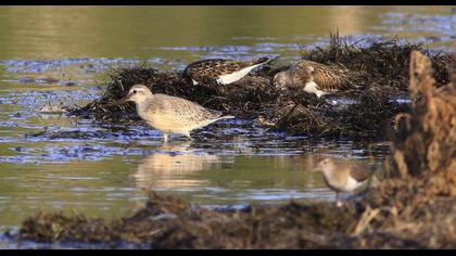 Red Knot