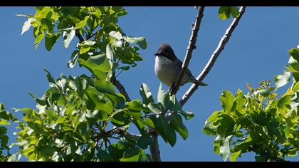Eastern Orphean Warbler