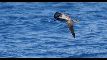 Scopoli`s Shearwater