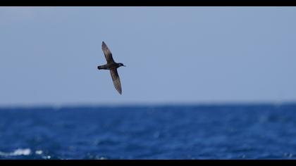 Yelkouan Shearwater