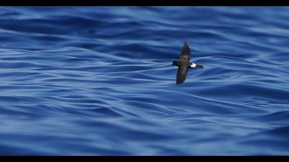 European Storm Petrel