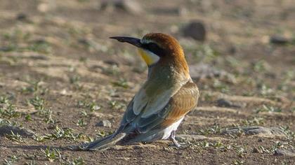 European Bee-eater